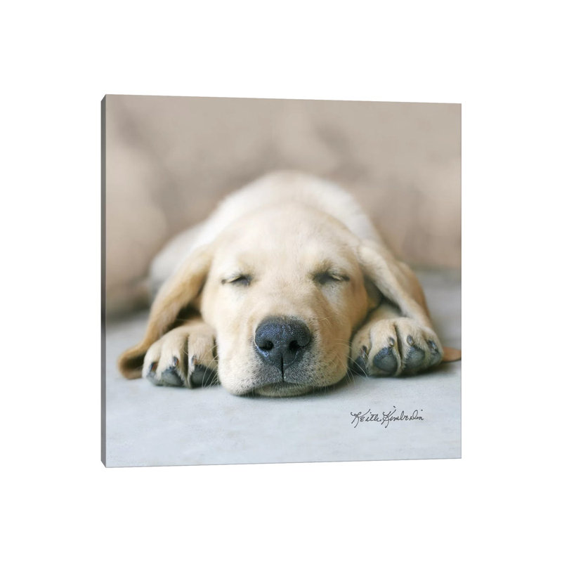 Dreaming of Kibble 1 Piece Wrapped Canvas Wall Art, 45.72 cm H x 45.72 cm W x 3.175 cm D