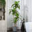 Adcock Artificial Dracaena Tree in Pot-1798418967