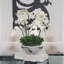 Multiple Stems of Phaleanopsis Orchids Centerpiece in Planter-87362661