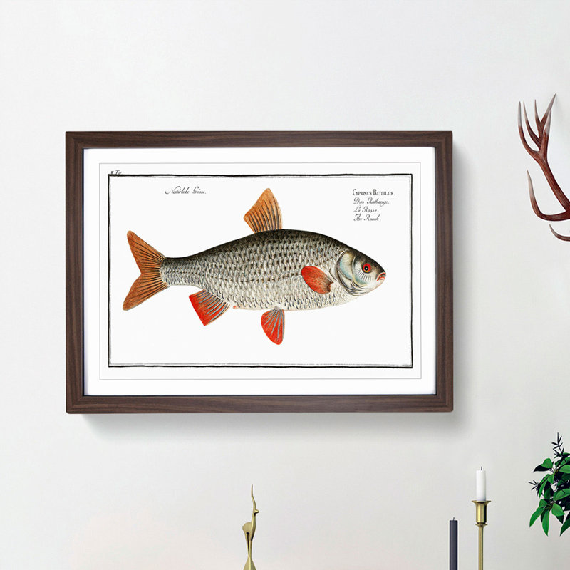 Roach Fish by M.E. Bloch - Framed Print, 36cm H x 48cm W x 2cm D, Walnut Framed