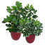 55cm Faux Plant in Pot Liner
