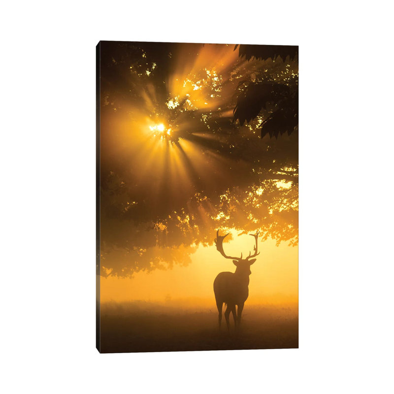 Mist On Tree Can't Stop Sunshine by Kutub Uddin - Print on Canvas, Wrapped Canvas, 66.04cm H x 45.72cm W x 1.91cm D
