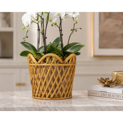 Natural Round Scalloped Lattice Rattan Planter, Medium