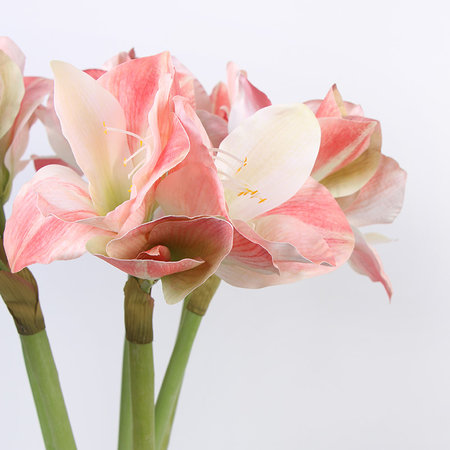 Tige orchidée clivia, Blanc vert, 1 tige