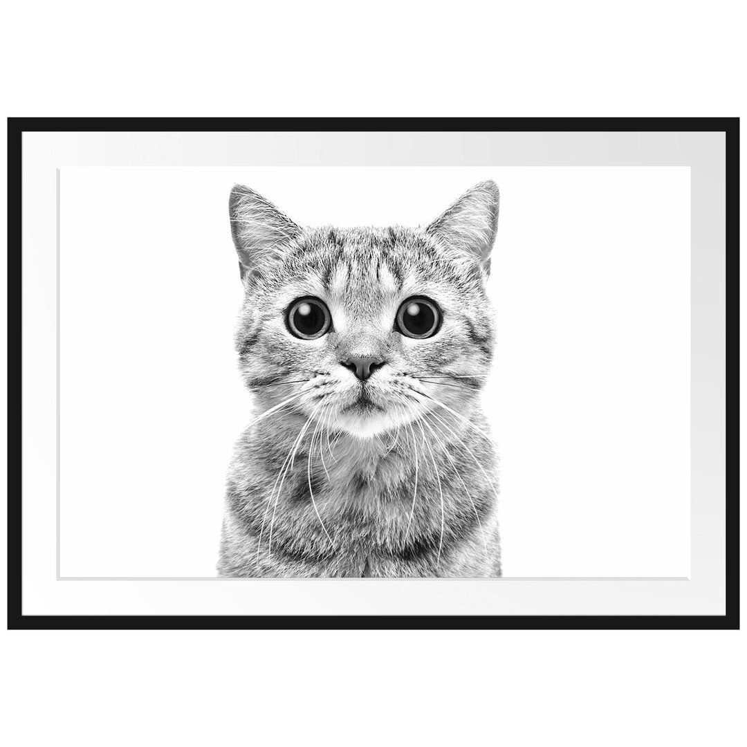 Gerahmtes Poster Katze Scottish Straight