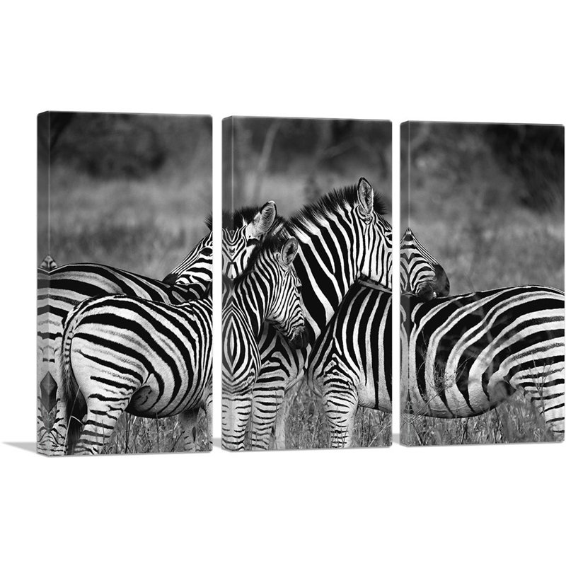 " Zebras Home Decor Rectangle " 3 Piece Art Black and White Photography Print, 40" H x 60" W x 0.75" D