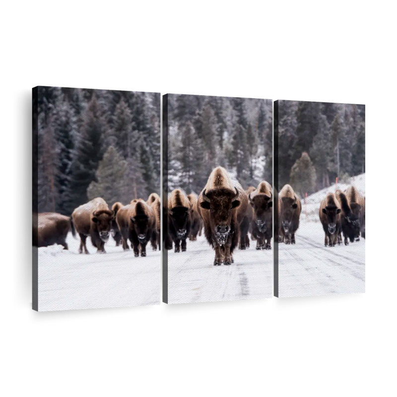 Bison Herd In Winter, reproduction d'art sur toile, H 42 po x l 65 po x P 1,25 po