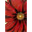 Red Daisy - Office for Home Decor