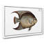 Hairy Angel-Fish by M.E. Bloch - Wrapped Canvas Graphic Art Print-55310967