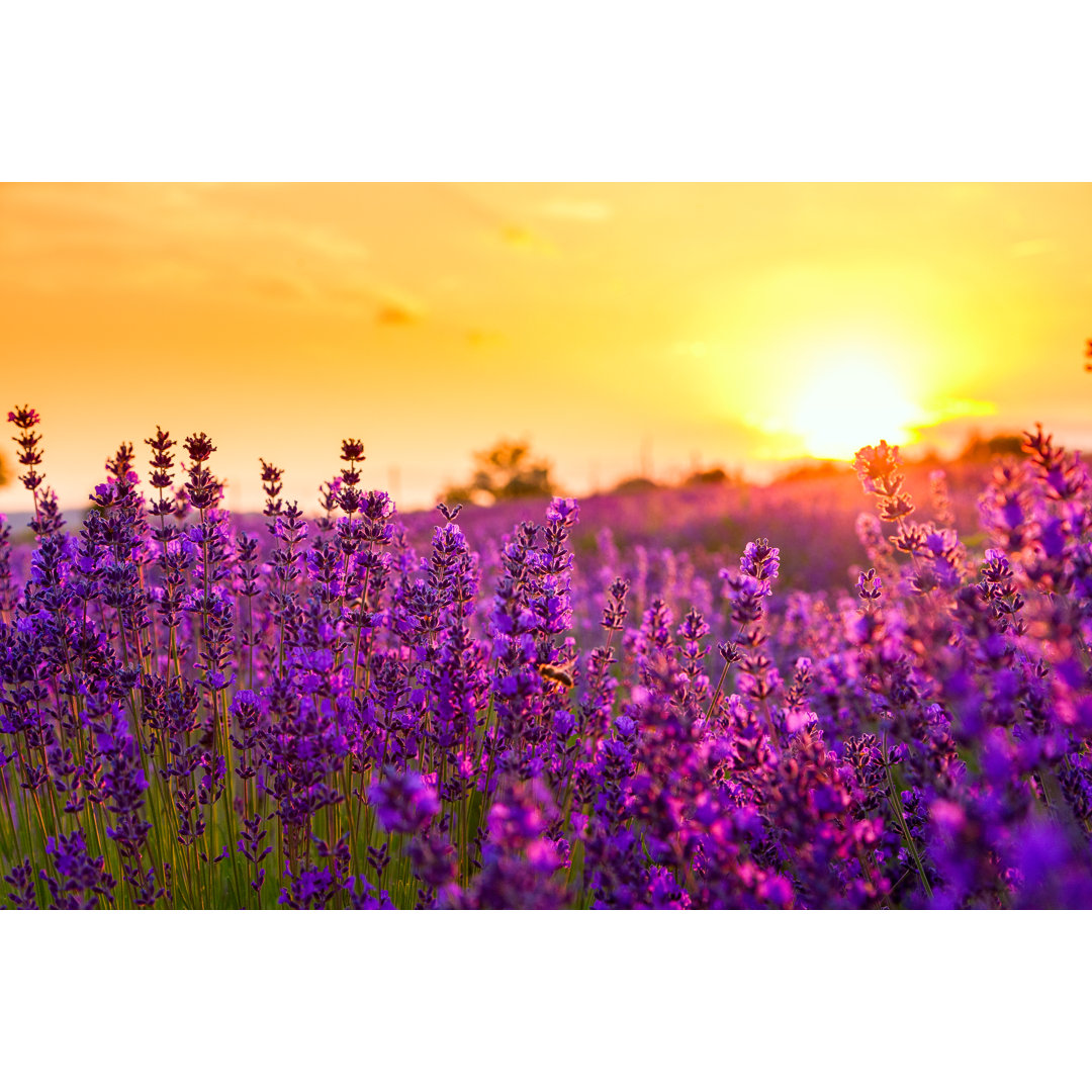 Leinwandbild Lavender Field in Tihany, Hungary von Remedios