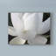 «Delicate Lotus V», impression sur toile tendue-33513960