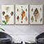 Sowerby Shells IV, ensemble de 3 toiles encadrées sur toile-97710831-97710837
