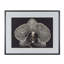 Black Orchid Print