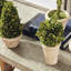 Preserved Boxwood 5 Piece Topiary Set