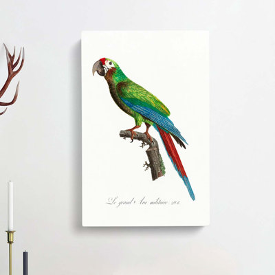 Great Military Macaw Parrot by F. Levaillant - Wrapped Canvas