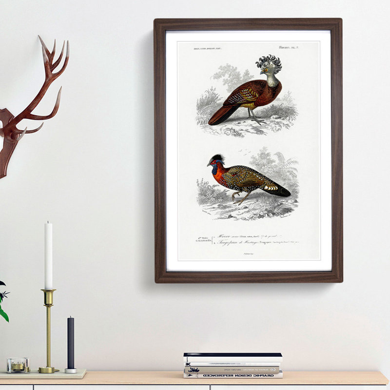 Bird Illustrations PL. 7 by Charles D' Orbigny - Single Picture Frame Painting, 63cm H x 45cm W x 2cm D, Walnut Framed