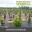 Désherbeur robuste de qualité supérieure pour jardin-62293933