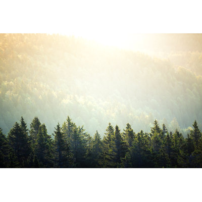 Pine Forest at Sunrise by Borchee