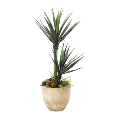 Plante aloe de plancher dans un pot de fleurs