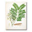 Vintage Botanicals VII - peinture sur toile-59814185-59814192