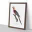 Cuban Macaw Parrot by F. Levaillant - Framed Print-55491093-55491096