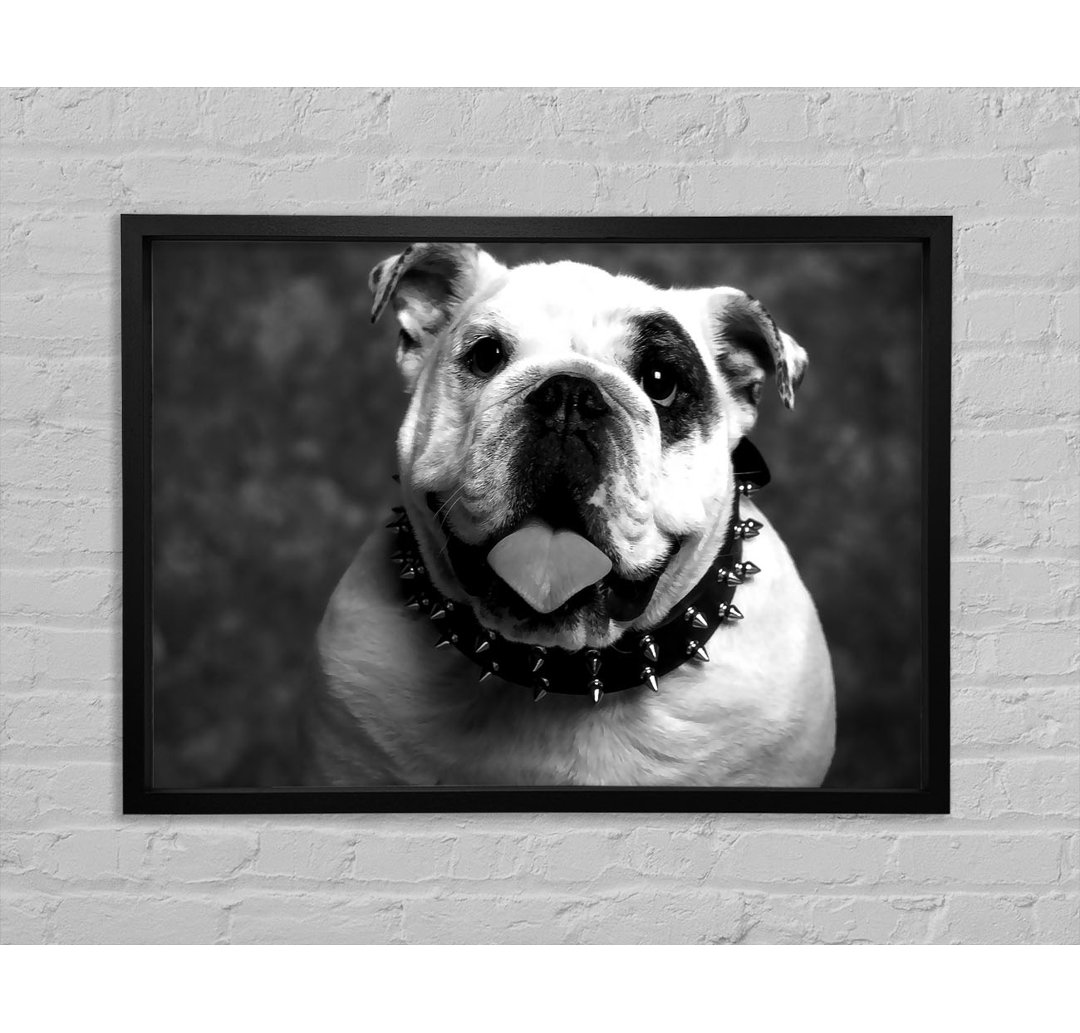 Englische Bulldogge - Einzelner Bilderrahmen Kunstdrucke auf Leinwand