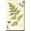 Ivies and Ferns I Crop - Peinture-210487834-226202420