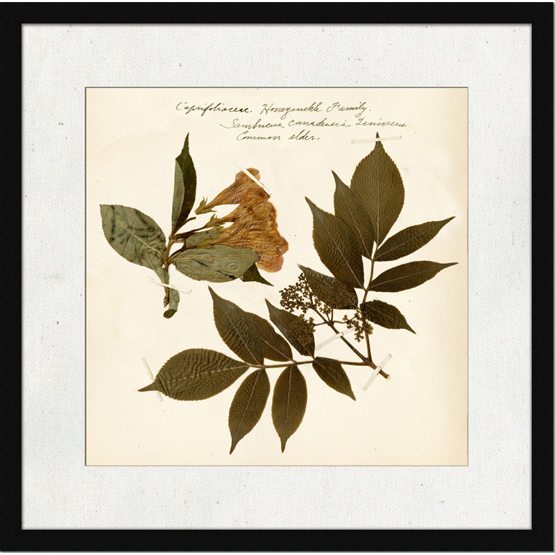 Pressed Botanical 6 - reproduction d'art sur papier encadrée