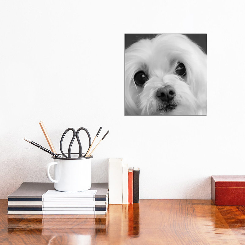 Portrait Of A Maltese Dog - Wrapped Canvas Print, 30.48 cm H x 30.48 cm W