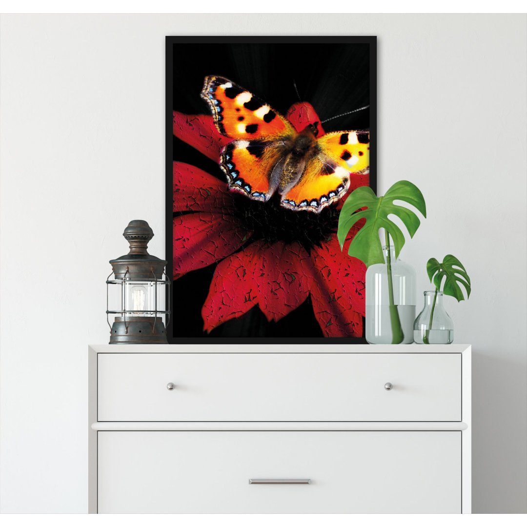 Gerahmtes Poster Schmetterling auf roter Blüte