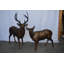 Ensemble de statue de cerf en bronze 2 pièces grandeur nature, L 17 po x l 44 po x H 52 po, Negrete