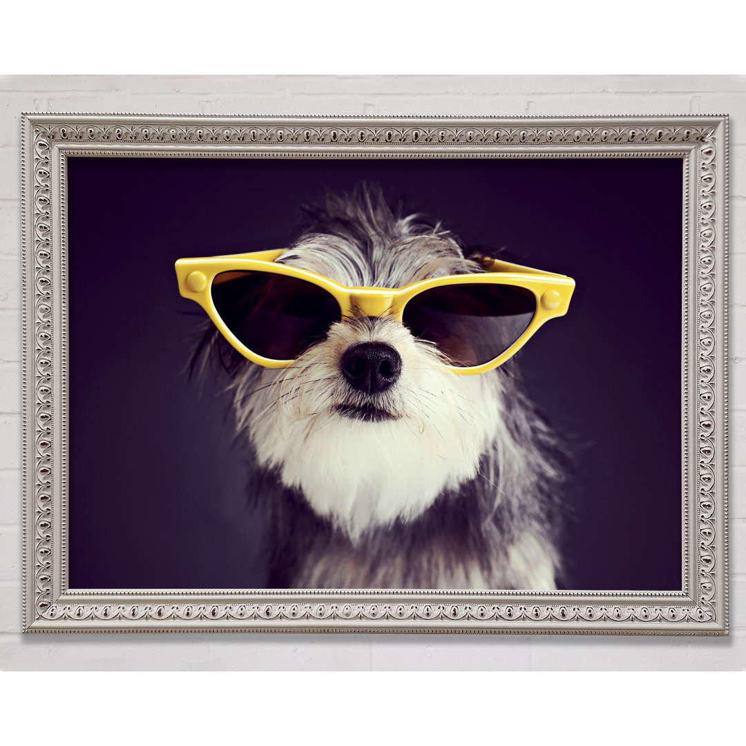 Sonnenbrille Hund Pooch - Einzelner Bilderrahmen Kunstdrucke