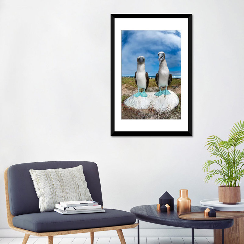 « blue-footed booby pair, îlot santa cruz, îlot de galapagos, équateur », reproduction de photo sur toile, Blanc
