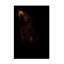 «Out Fox» par Murray Henderson Fine Art - Photographie sur toile tendue-840817656