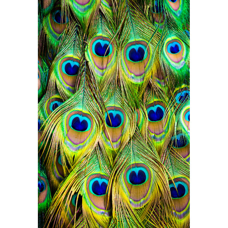 Peacock Feather by Xijian - Print, 30cm H x 20cm W