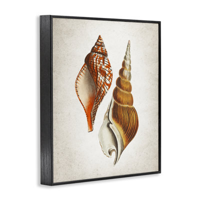Twin Spiral Seashells Framed Giclee Art, design by Kim Allen