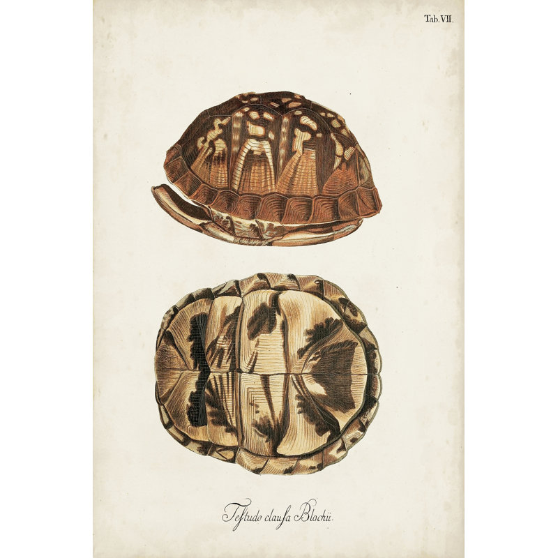 Tortues et coquillages antiques III, H 12 po x l 8 po x P 1,25 po