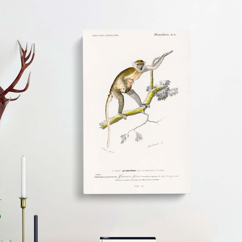 Grivet Monkey PL. 6 by Charles D' Orbigny - Wrapped Canvas, 50cm H x 35cm W x 3cm D
