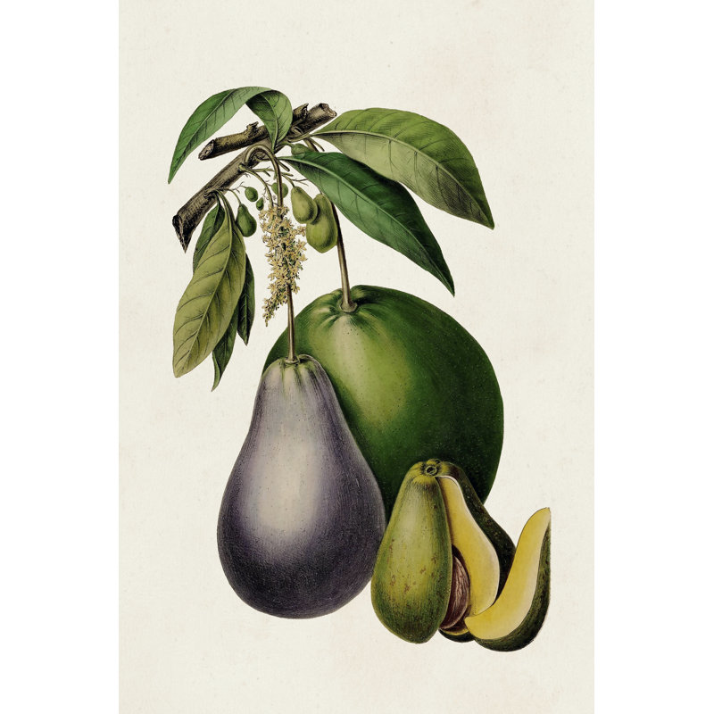 Fruit Of The Tropics IV - Wrapped Canvas Painting, 46cm H x 30cm W