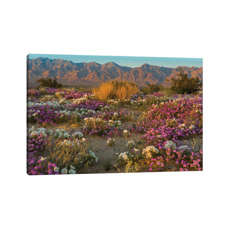 Desert Sand Verbena and Dune Evening Primrose in Desert, Mojave Desert, California par Jeff Foott - reproduction de photo sur toile tendue