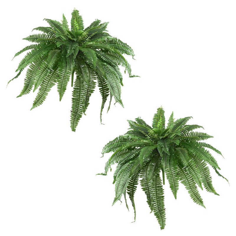 Ensemble de 2 plantes fougères Boston, H 21 po x l 48 po x p 48 po