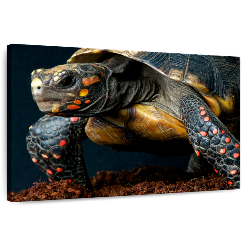 Brampt Amazon Red Footed Tortoise, 34" H x 51" W