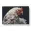 White Hen In Abstract - Wrapped Canvas-55301788