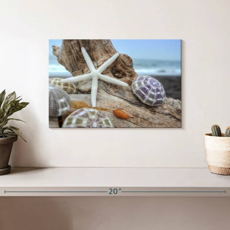 White crescent beach shells vii Aletra, H 8 po x l 12 po