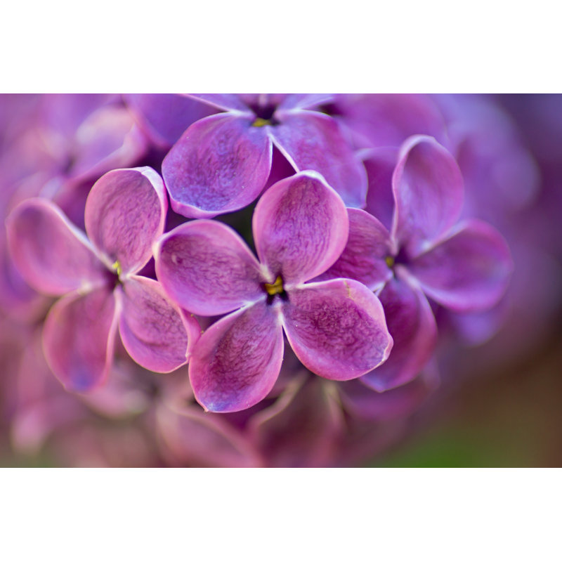 Lilac Flowers - Wrapped Canvas Print, 61cm H x 91cm W x 3.8cm D