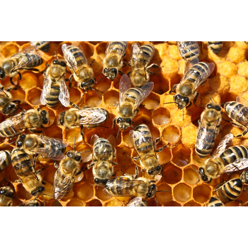 Arabela Bees - Wrapped Canvas Print, 30cm H x 46 cm W x 3.8cm D