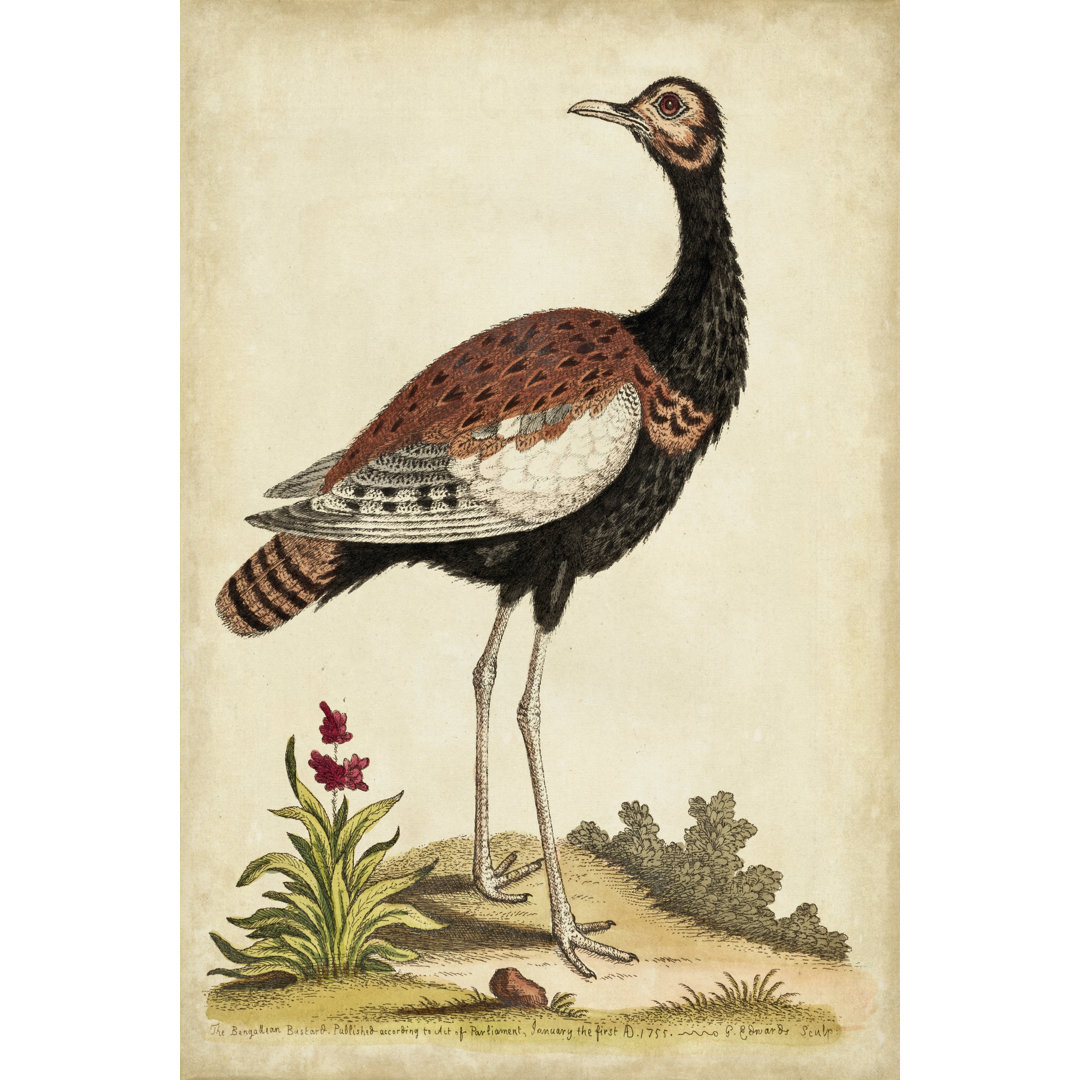 Leinwandbild Antique Bird Menagerie IX von George Edwards