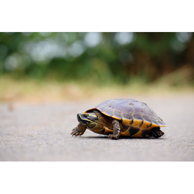" Turtle Walking On The Way "