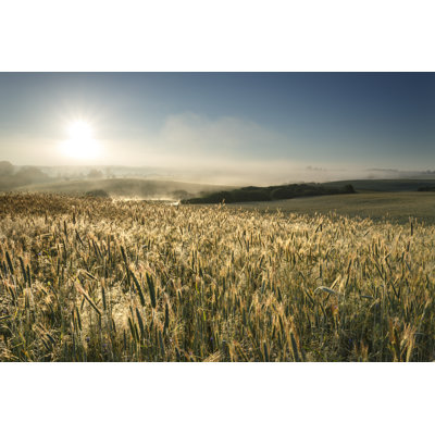Plantsville Fields Of Grain by MLiberra - Wrapped Canvas Print