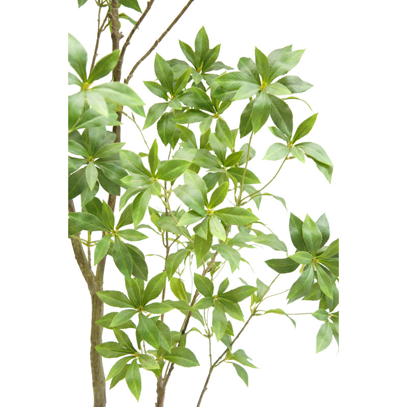 TREE LAUREL GROWER 7FT